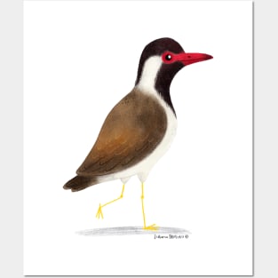 Red Wattled Lapwing Posters and Art